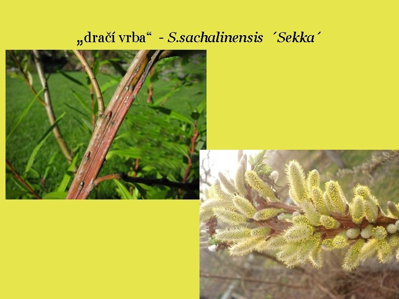 „dračí vrba“ - S. sachalinensis ´Sekka´ 