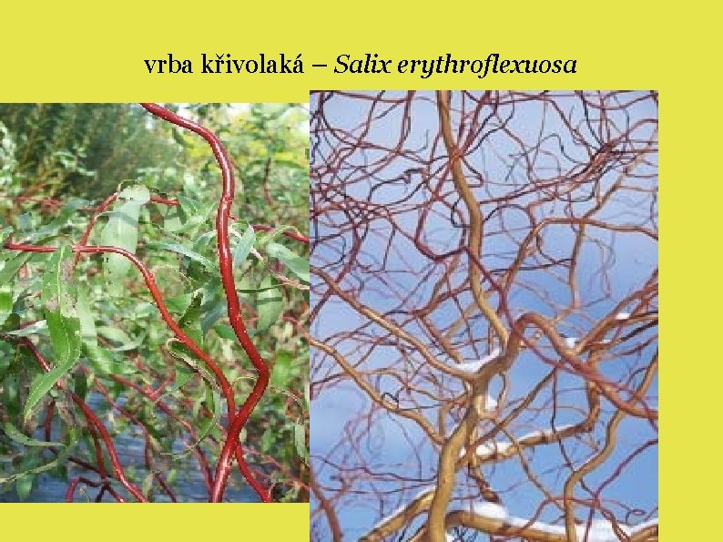 vrba křivolaká – Salix erythroflexuosa 