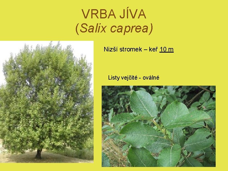 VRBA JÍVA (Salix caprea) Nizší stromek – keř 10 m Listy vejčité - oválné
