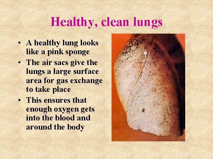 Healthy, clean lungs • A healthy lung looks like a pink sponge • The