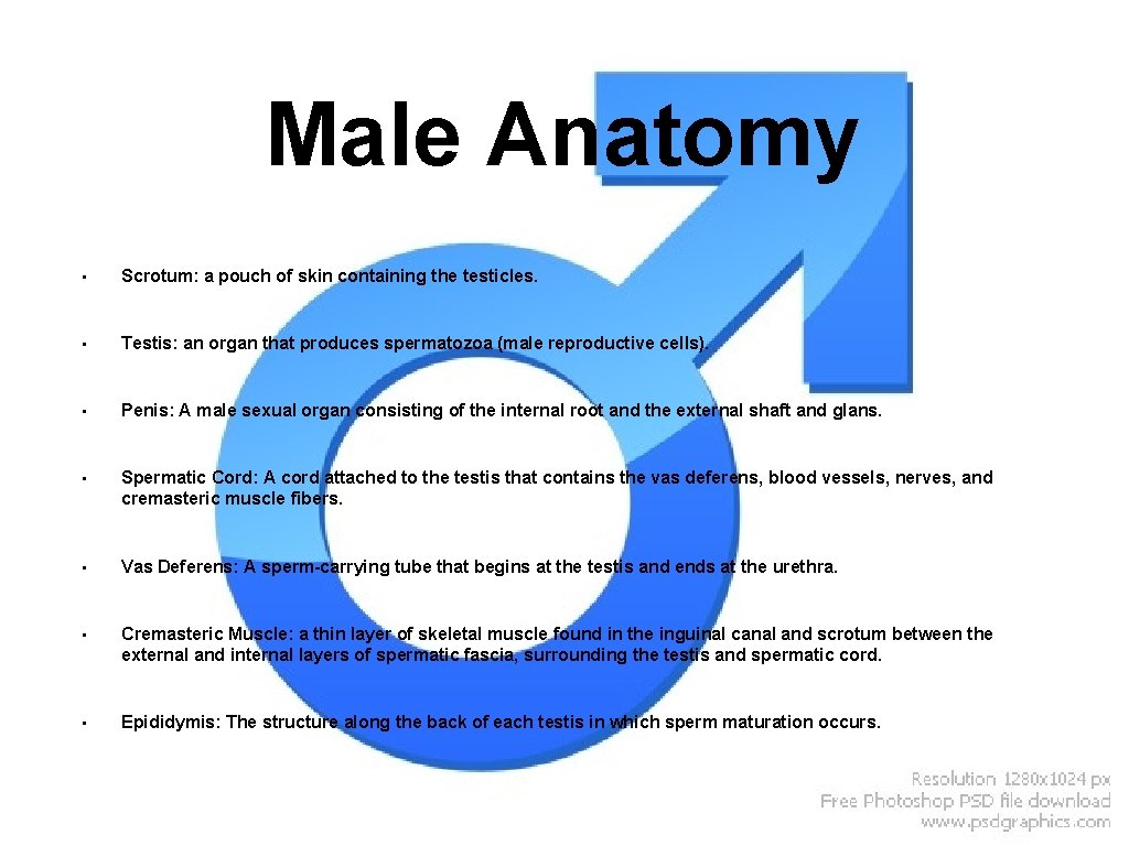Male Anatomy • Scrotum: a pouch of skin containing the testicles. • Testis: an