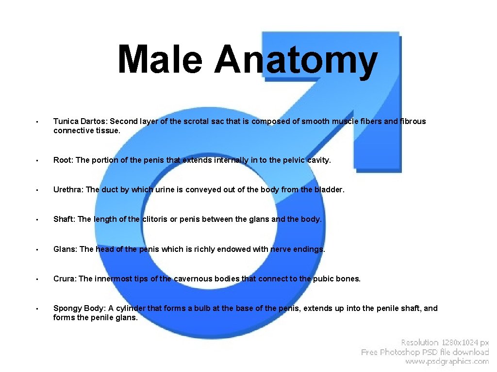 Male Anatomy • Tunica Dartos: Second layer of the scrotal sac that is composed