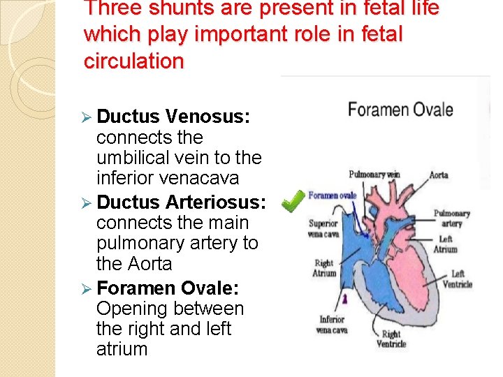 Three shunts are present in fetal life which play important role in fetal circulation