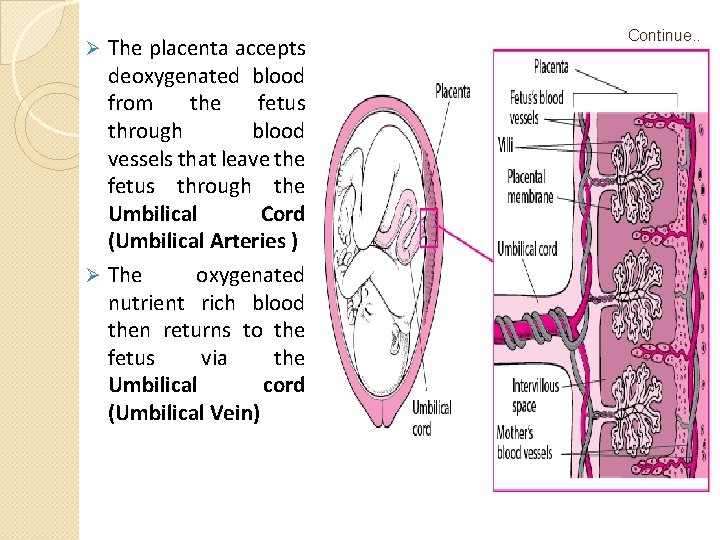 The placenta accepts deoxygenated blood from the fetus through blood vessels that leave the