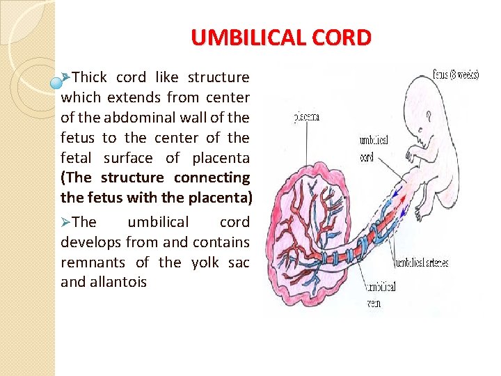UMBILICAL CORD ØThick cord like structure which extends from center of the abdominal wall