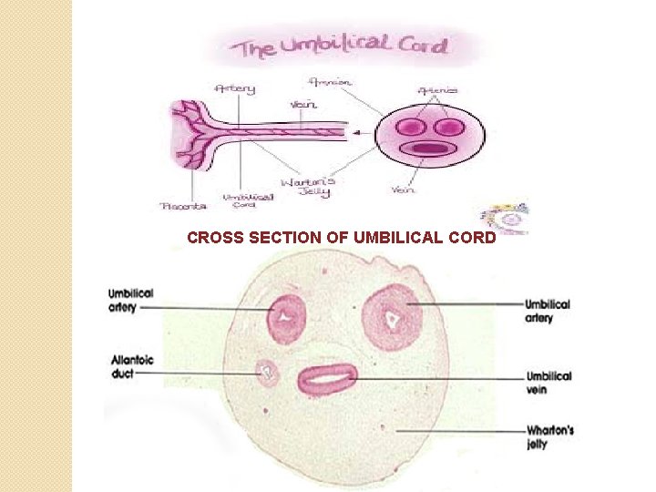 CROSS SECTION OF UMBILICAL CORD 