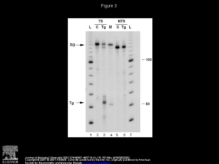 Figure 3 Journal of Biological Chemistry 2001 27645367 -45371 DOI: (10. 1074/jbc. M 105282200)
