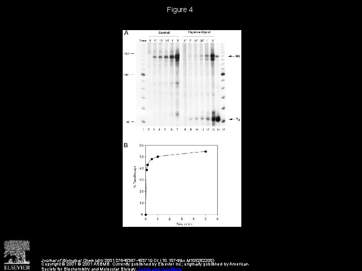 Figure 4 Journal of Biological Chemistry 2001 27645367 -45371 DOI: (10. 1074/jbc. M 105282200)