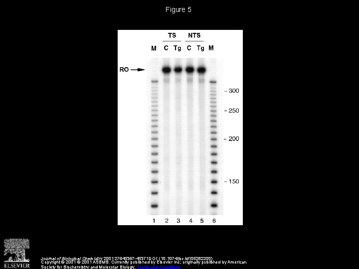 Figure 5 Journal of Biological Chemistry 2001 27645367 -45371 DOI: (10. 1074/jbc. M 105282200)