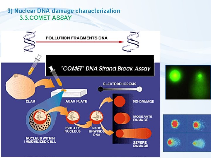 3) Nuclear DNA damage characterization 3. 3. COMET ASSAY 