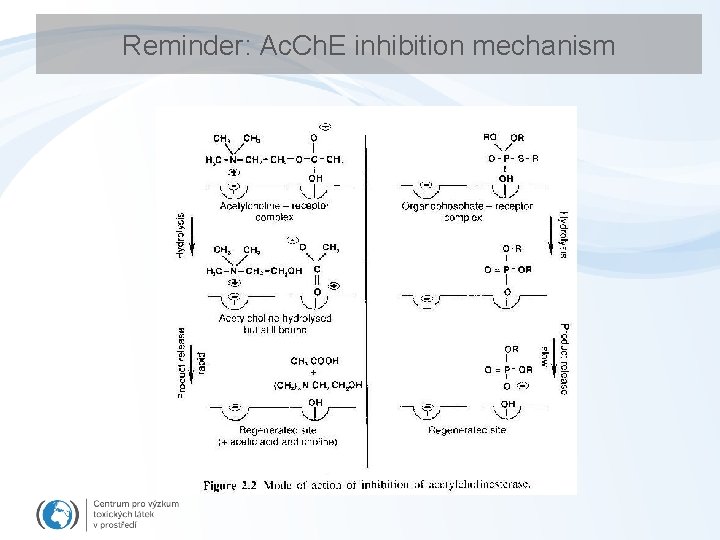 Reminder: Ac. Ch. E inhibition mechanism 