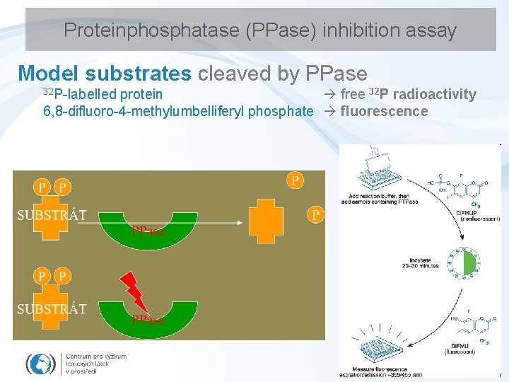Proteinphosphatase (PPase) inhibition assay Model substrates cleaved by PPase 32 P-labelled protein free 32