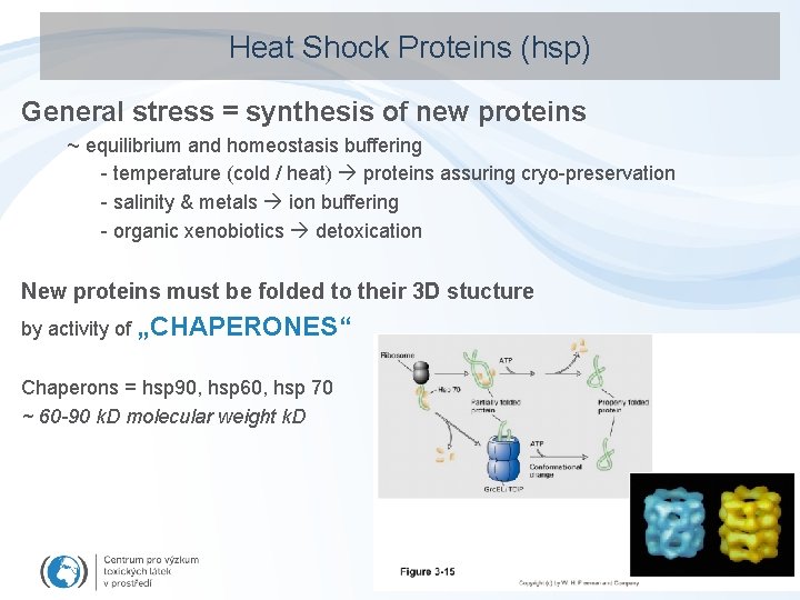 Heat Shock Proteins (hsp) General stress = synthesis of new proteins ~ equilibrium and