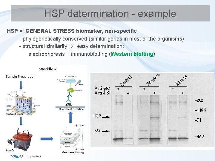 HSP determination - example HSP = GENERAL STRESS biomarker, non-specific - phylogenetically conserved (similar