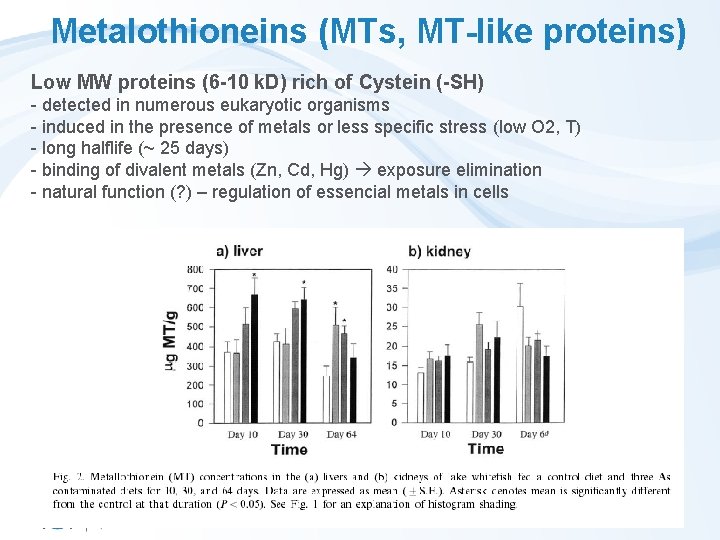Metalothioneins (MTs, MT-like proteins) Low MW proteins (6 -10 k. D) rich of Cystein