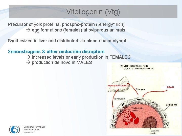 Vitellogenin (Vtg) Precursor of yolk proteins, phospho-protein („energy“ rich) egg formations (females) at oviparous