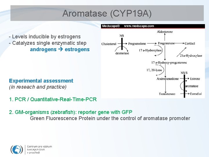 Aromatase (CYP 19 A) - Levels inducible by estrogens - Catalyzes single enzymatic step