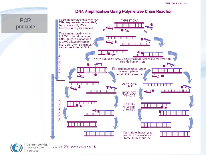 PCR principle 