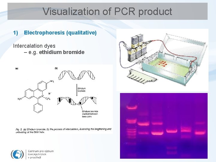Visualization of PCR product 1) Electrophoresis (qualitative) Intercalation dyes – e. g. ethidium bromide