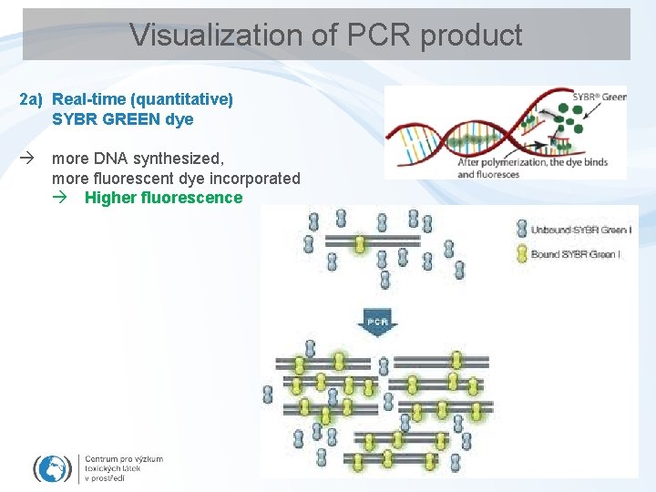 Visualization of PCR product 2 a) Real-time (quantitative) SYBR GREEN dye more DNA synthesized,