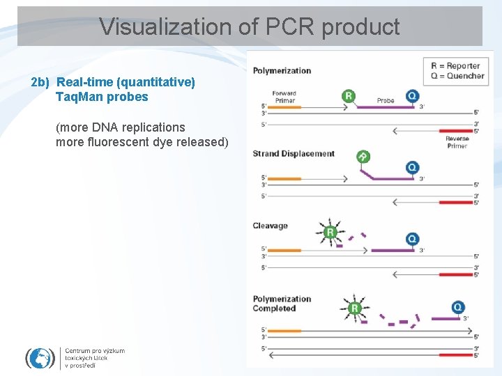 Visualization of PCR product 2 b) Real-time (quantitative) Taq. Man probes (more DNA replications