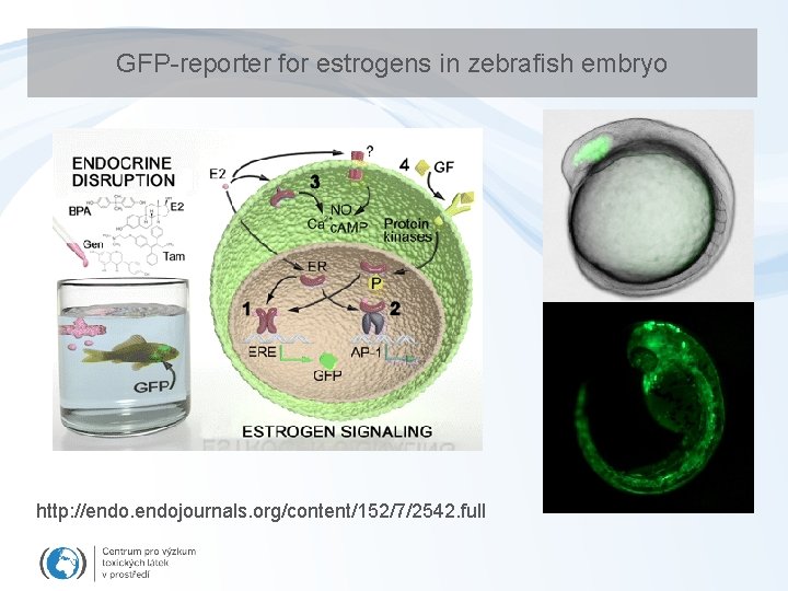 GFP-reporter for estrogens in zebrafish embryo http: //endojournals. org/content/152/7/2542. full 