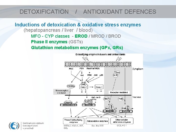 DETOXIFICATION / ANTIOXIDANT DEFENCES Inductions of detoxication & oxidative stress enzymes (hepatopancreas / liver