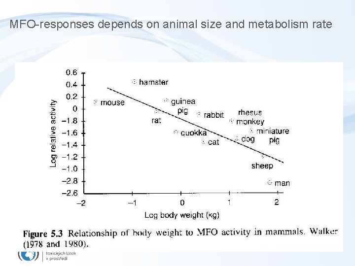 MFO-responses depends on animal size and metabolism rate 