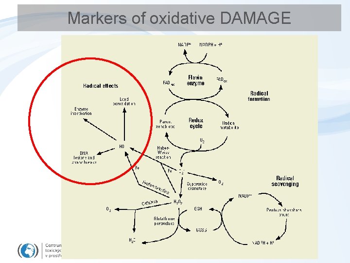 Markers of oxidative DAMAGE 
