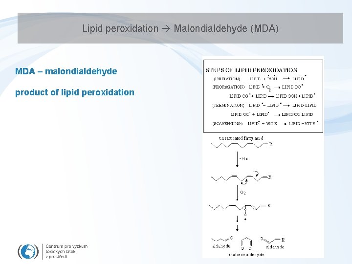 Lipid peroxidation Malondialdehyde (MDA) MDA – malondialdehyde product of lipid peroxidation 