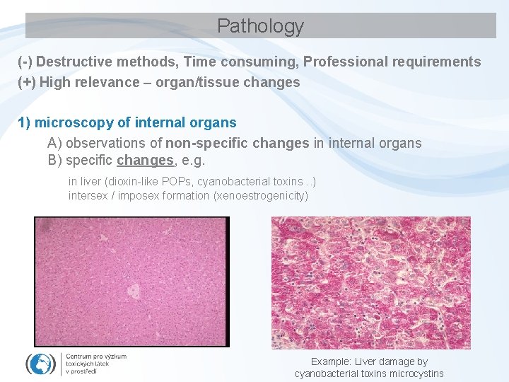 Pathology (-) Destructive methods, Time consuming, Professional requirements (+) High relevance – organ/tissue changes
