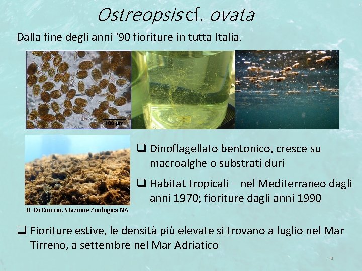 Ostreopsis cf. ovata Dalla fine degli anni '90 fioriture in tutta Italia. q Dinoflagellato