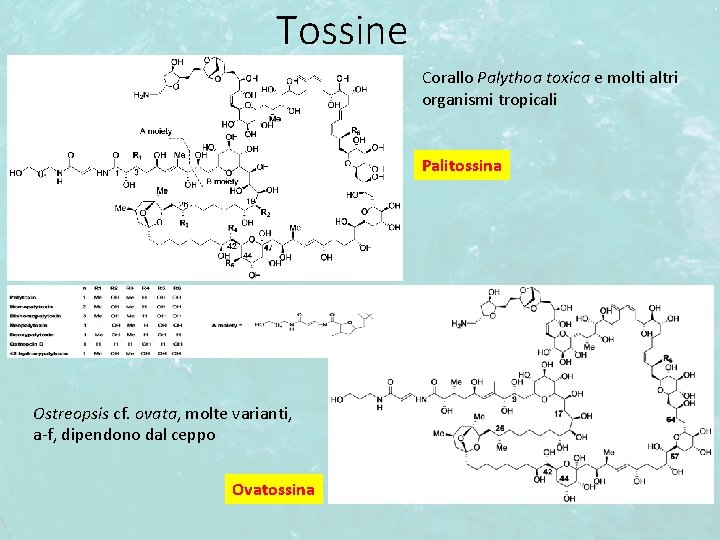 Tossine Corallo Palythoa toxica e molti altri organismi tropicali Palitossina Ostreopsis cf. ovata, molte