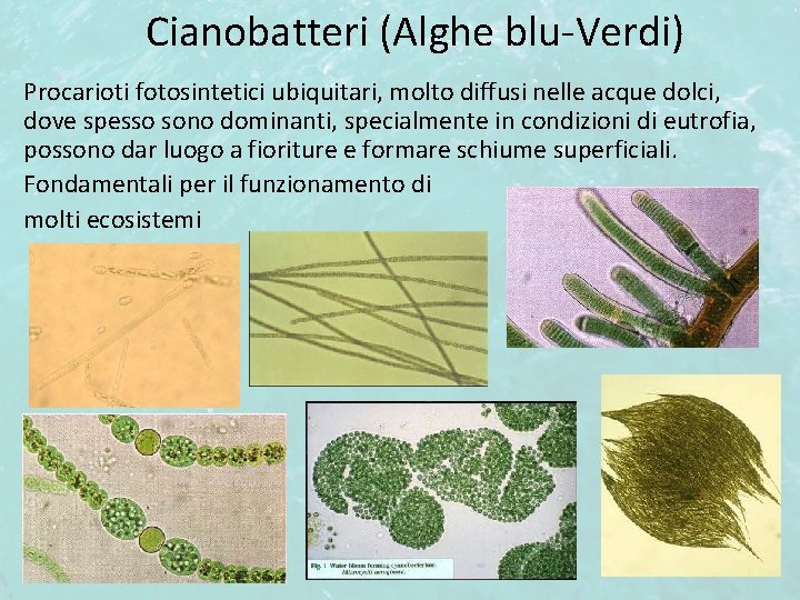 Cianobatteri (Alghe blu-Verdi) Procarioti fotosintetici ubiquitari, molto diffusi nelle acque dolci, dove spesso sono