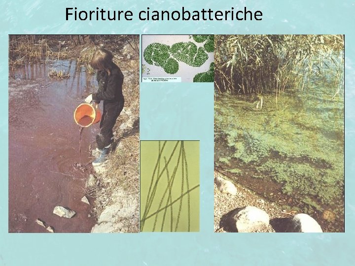 Fioriture cianobatteriche 