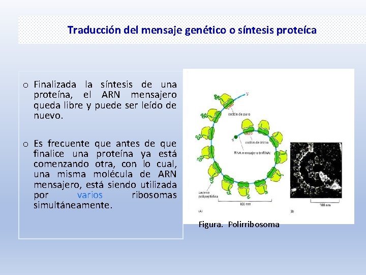 Traducción del mensaje genético o síntesis proteíca o Finalizada la síntesis de una proteína,