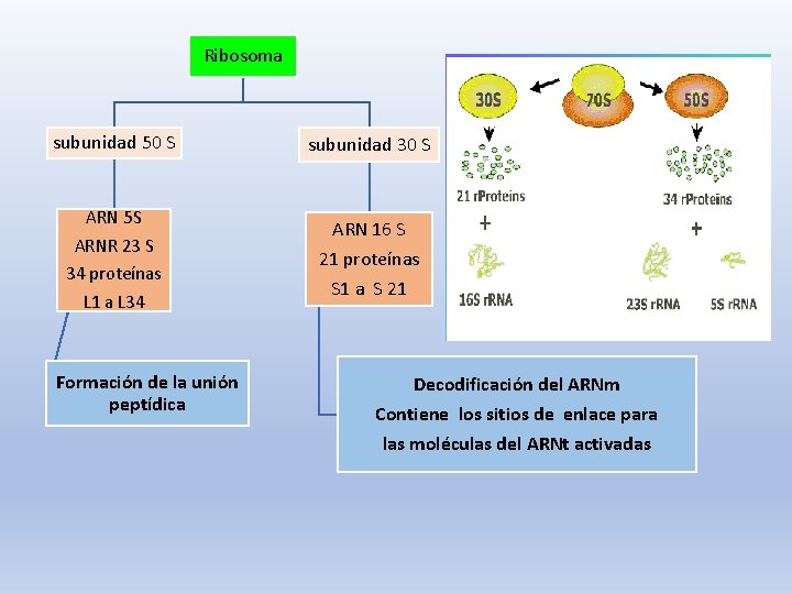 Ribosoma subunidad 50 S subunidad 30 S ARN 5 S ARNR 23 S 34