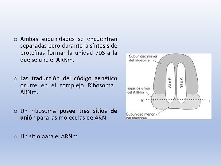 o Ambas subunidades se encuentran separadas pero durante la síntesis de proteínas formar la