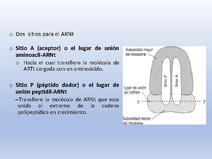 o Dos sitios para el ARNt o Sitio A (aceptor) o el lugar de