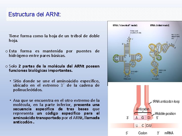 Estructura del ARNt: Tiene forma como la hoja de un trébol de doble hoja.