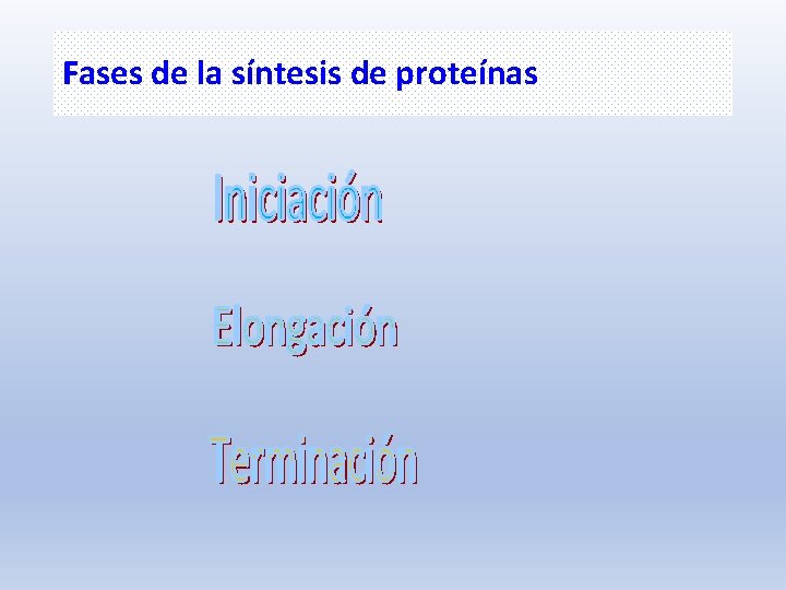 Fases de la síntesis de proteínas 
