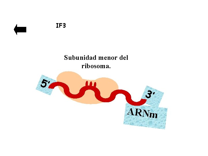 IF 3 Subunidad menor del ribosoma. 5’ 3’ ARNm 