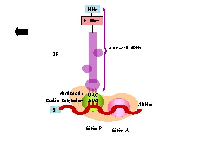 NH 2 F-Met Aminoacil ARNt IF 2 Anticodón UAC Codón Iniciador AUG ARNm 5’