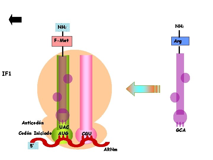 NH 2 F-Met Arg IF 1 Anticodón UAC Codón Iniciador AUG 5’ GCA CGU