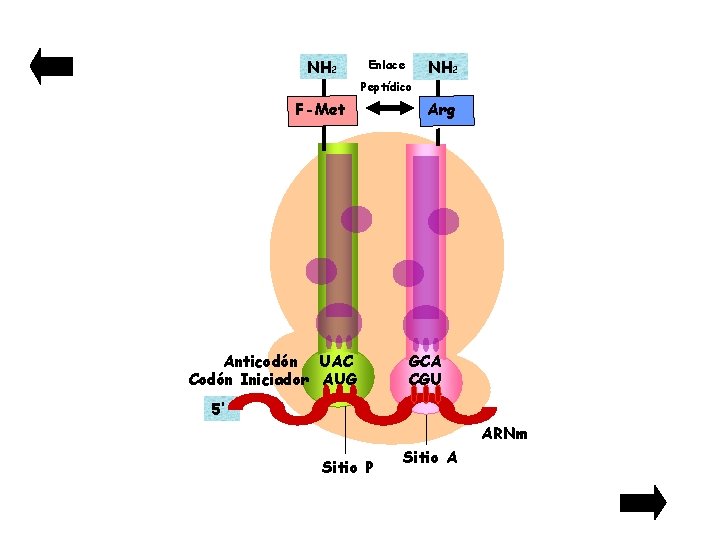NH 2 Enlace Peptídico F-Met Anticodón UAC Codón Iniciador AUG Arg GCA CGU 5’