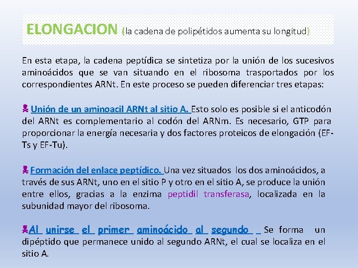 ELONGACION (la cadena de polipétidos aumenta su longitud) En esta etapa, la cadena peptídica