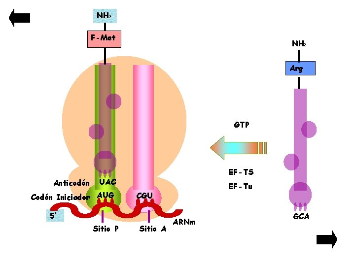 NH 2 F-Met NH 2 Arg GTP Anticodón EF-TS UAC Codón Iniciador AUG CGU