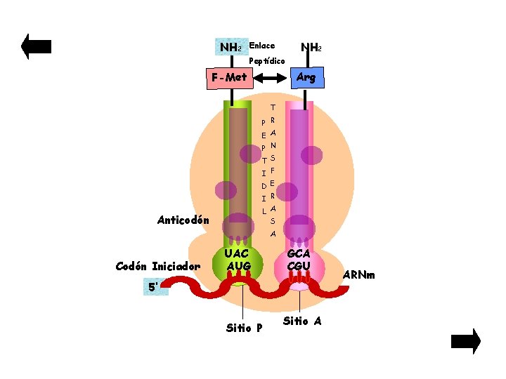 NH 2 Enlace Peptídico Arg F-Met T P R E A P N T