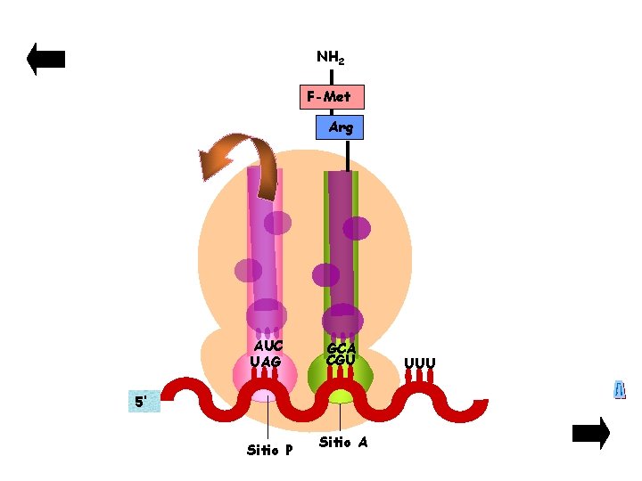 NH 2 F-Met Arg AUC UAG GCA CGU 5’ Sitio P Sitio A UUU