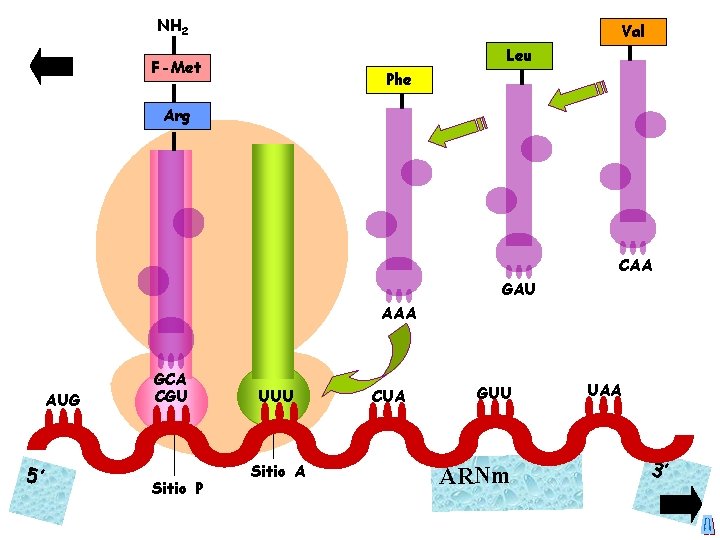 NH 2 Val Leu F-Met Phe Arg CAA GAU AAA AUG 5’ GCA CGU